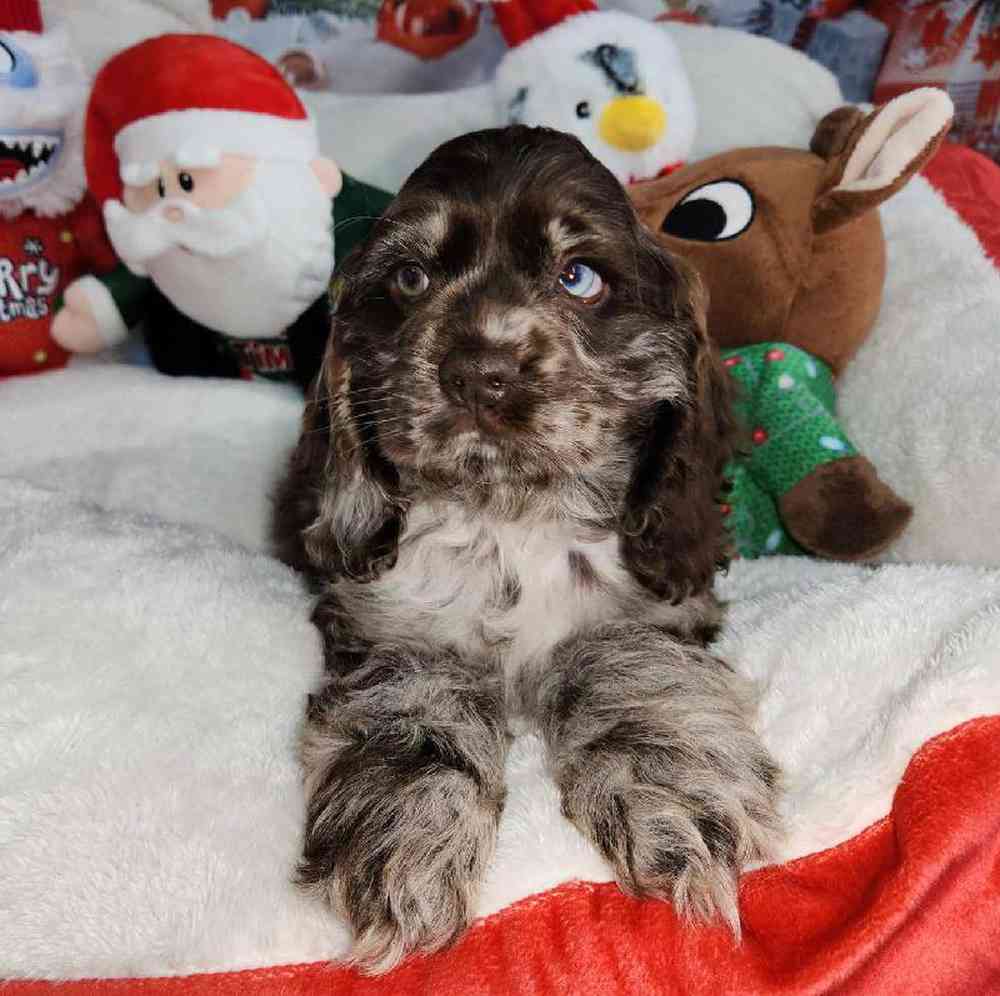 Male Cocker Spaniel Puppy for Sale in Virginia Beach, VA