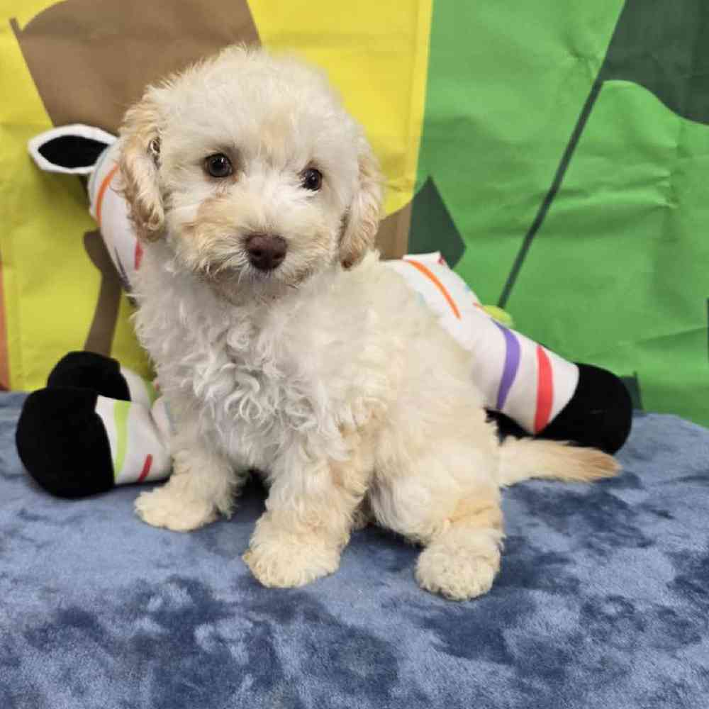 Female Poodle Toy Puppy for Sale in Virginia Beach, VA