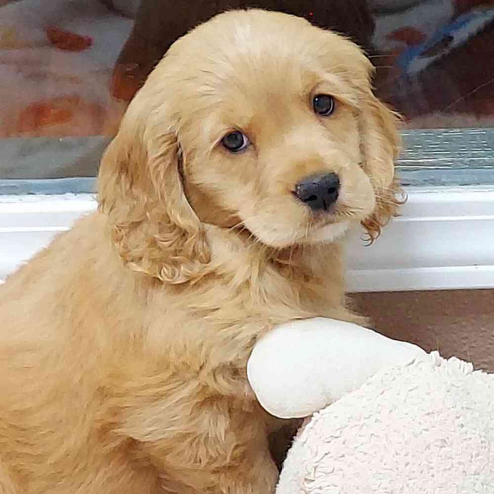 Female Comfort Retriever Puppy for sale