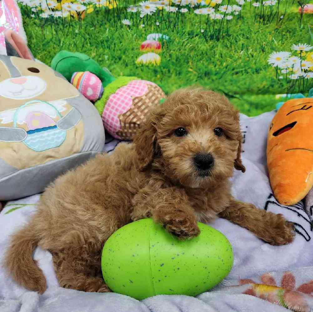 Male Mini Woodle Puppy for Sale in Virginia Beach, VA