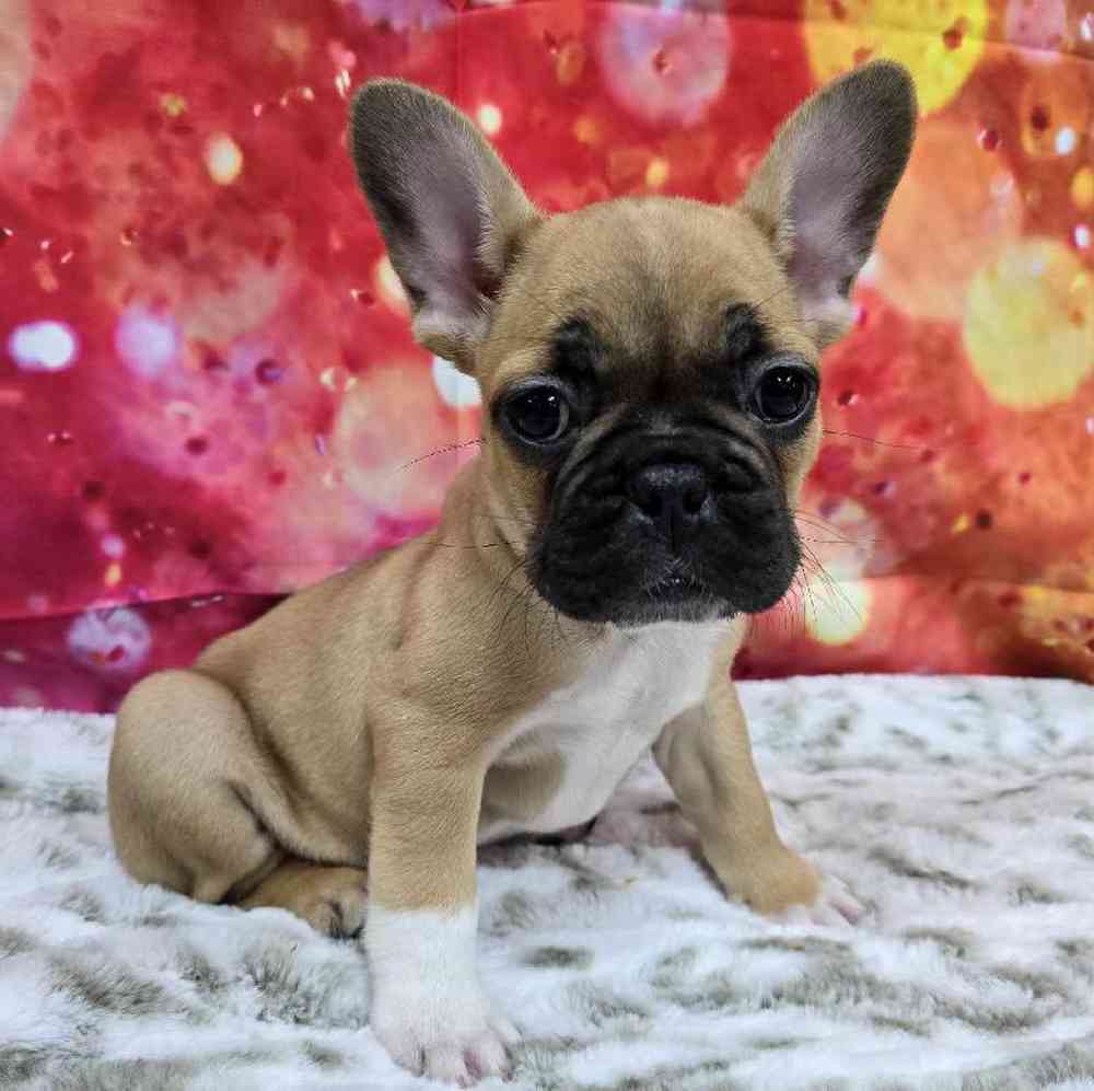 Male French Bulldog Puppy for Sale in Virginia Beach, VA