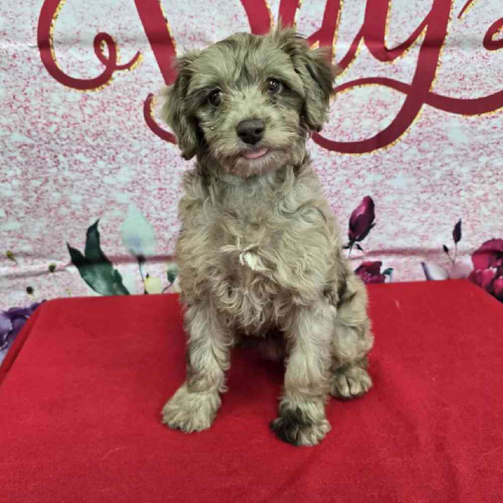Female Havapoo Puppy for Sale in Virginia Beach, VA