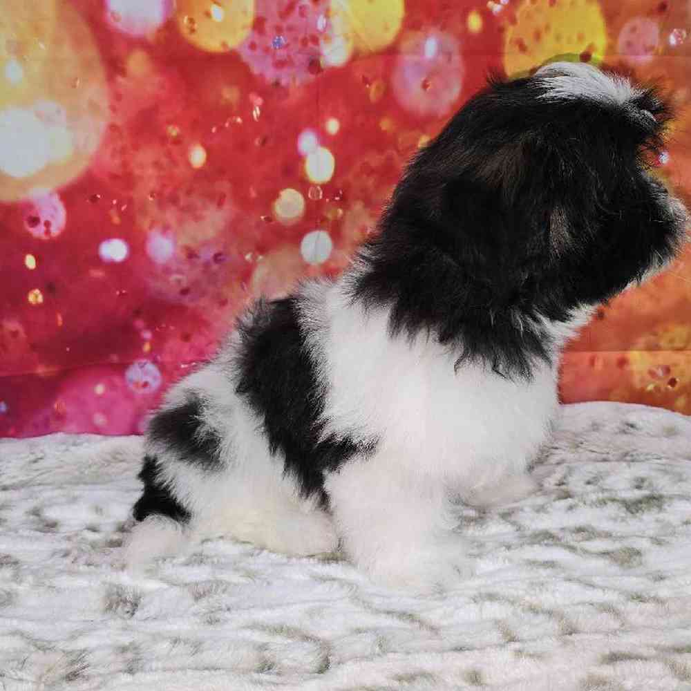 Male Malshi Puppy for Sale in Virginia Beach, VA