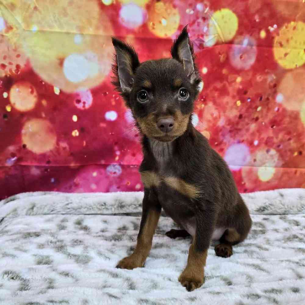 Male Min Pin Puppy for Sale in Virginia Beach, VA