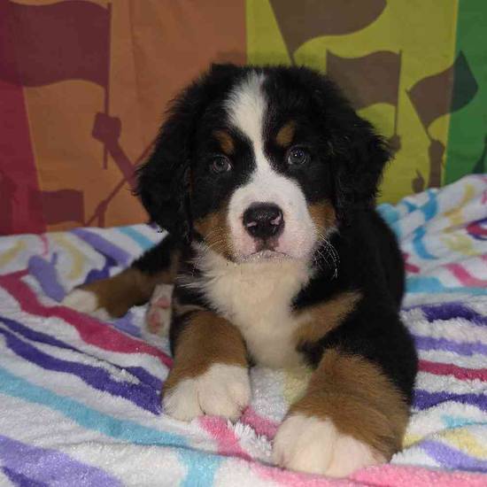 Bernese Mountain Dog