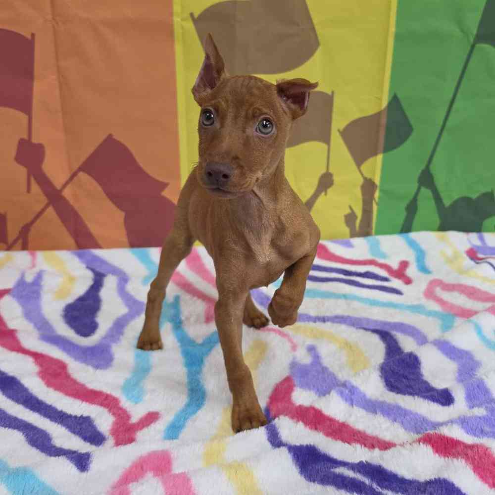 Male Min Pin Puppy for Sale in Virginia Beach, VA