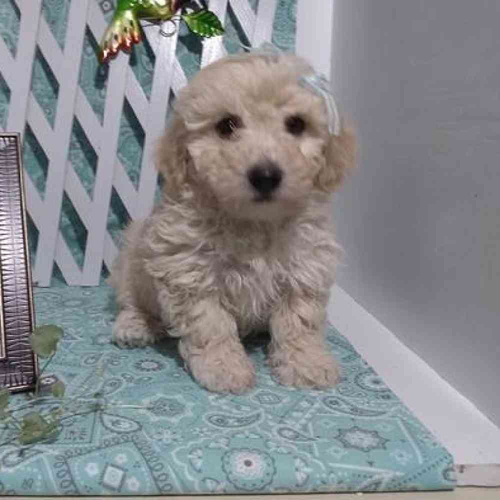 Male Bichonpoo Puppy for Sale in Virginia Beach, VA