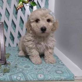 Bichonpoo