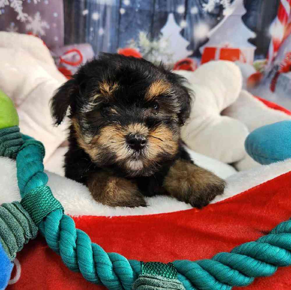 Female Morkie Puppy for Sale in Virginia Beach, VA