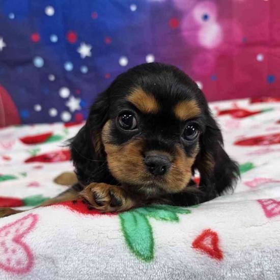 Cavalier King Charles Spaniel