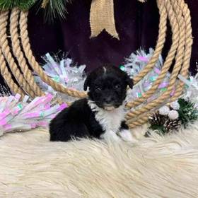 Mini Aussiedoodle