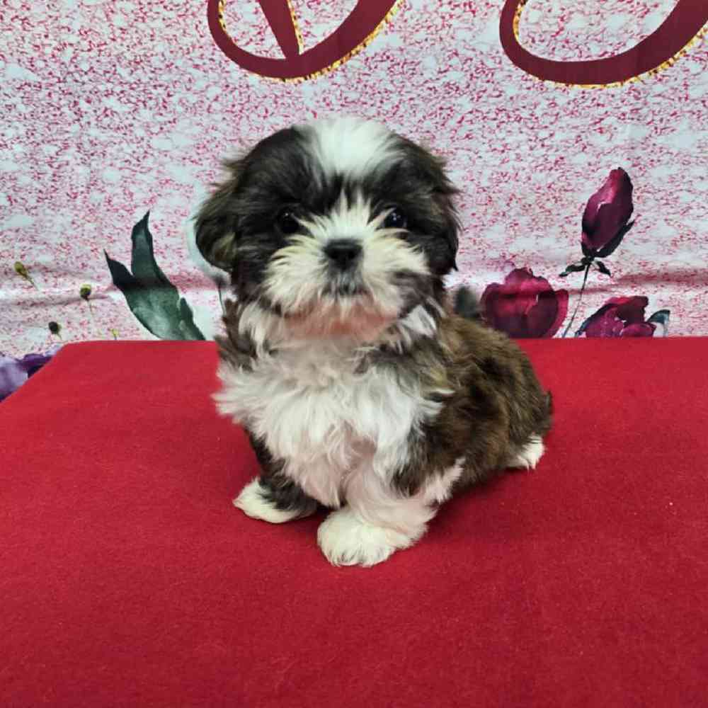Female Shih Tzu Puppy for Sale in Virginia Beach, VA