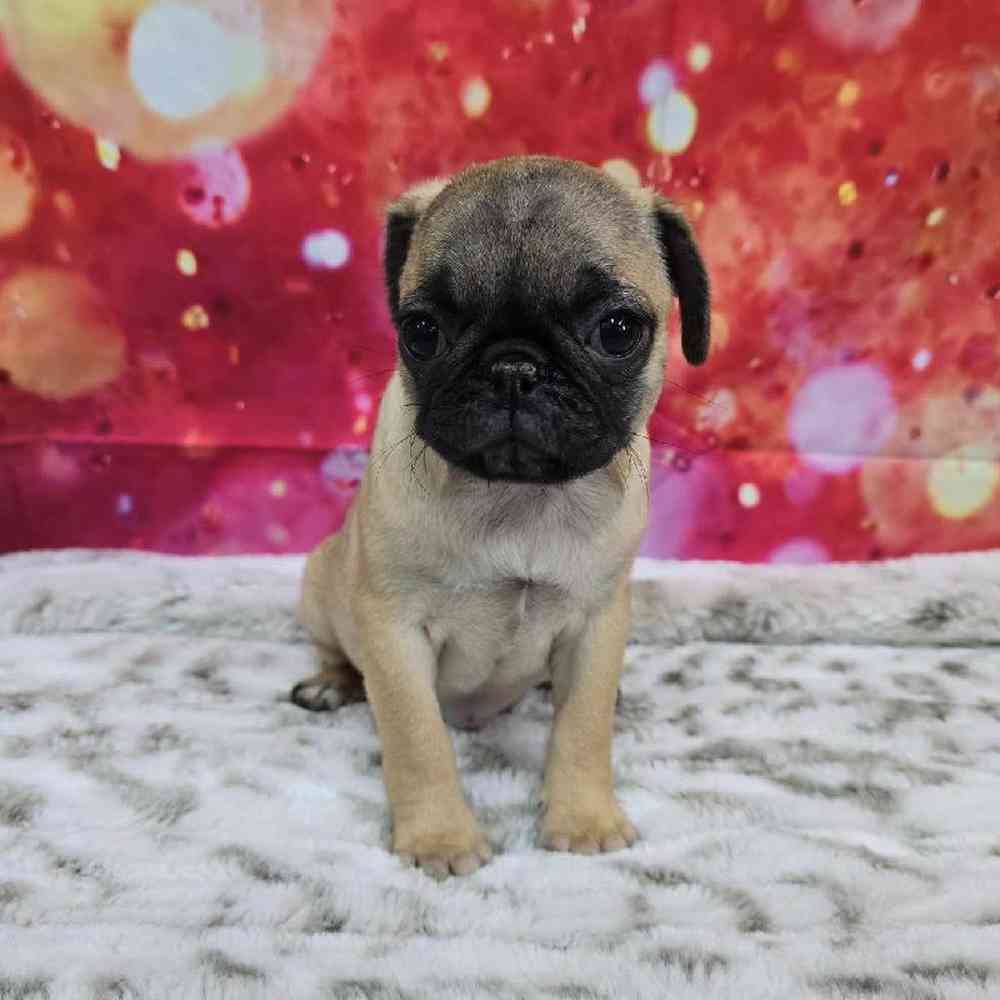 Female Pug Puppy for Sale in Virginia Beach, VA