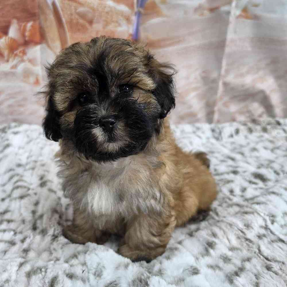 Male Bichonpoo Puppy for Sale in Virginia Beach, VA