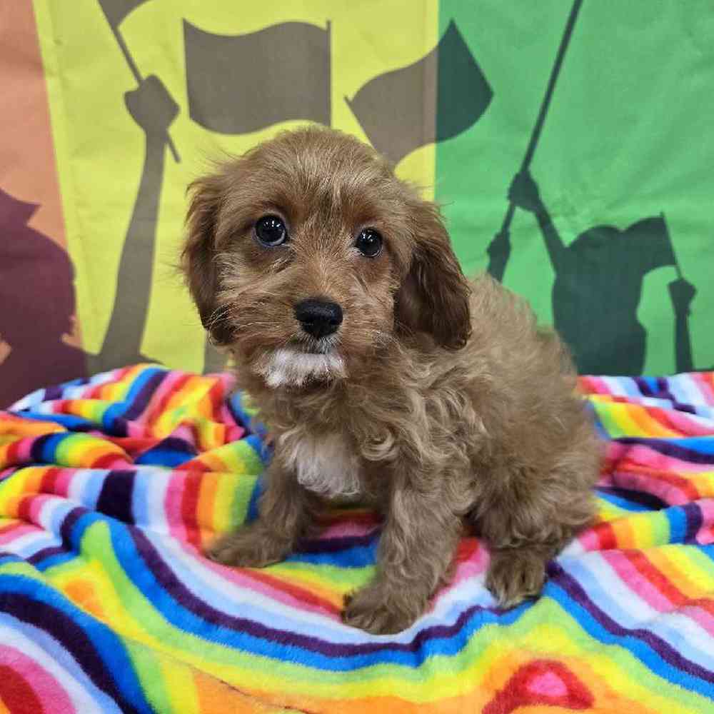 Female Cavapoo Puppy for Sale in Virginia Beach, VA