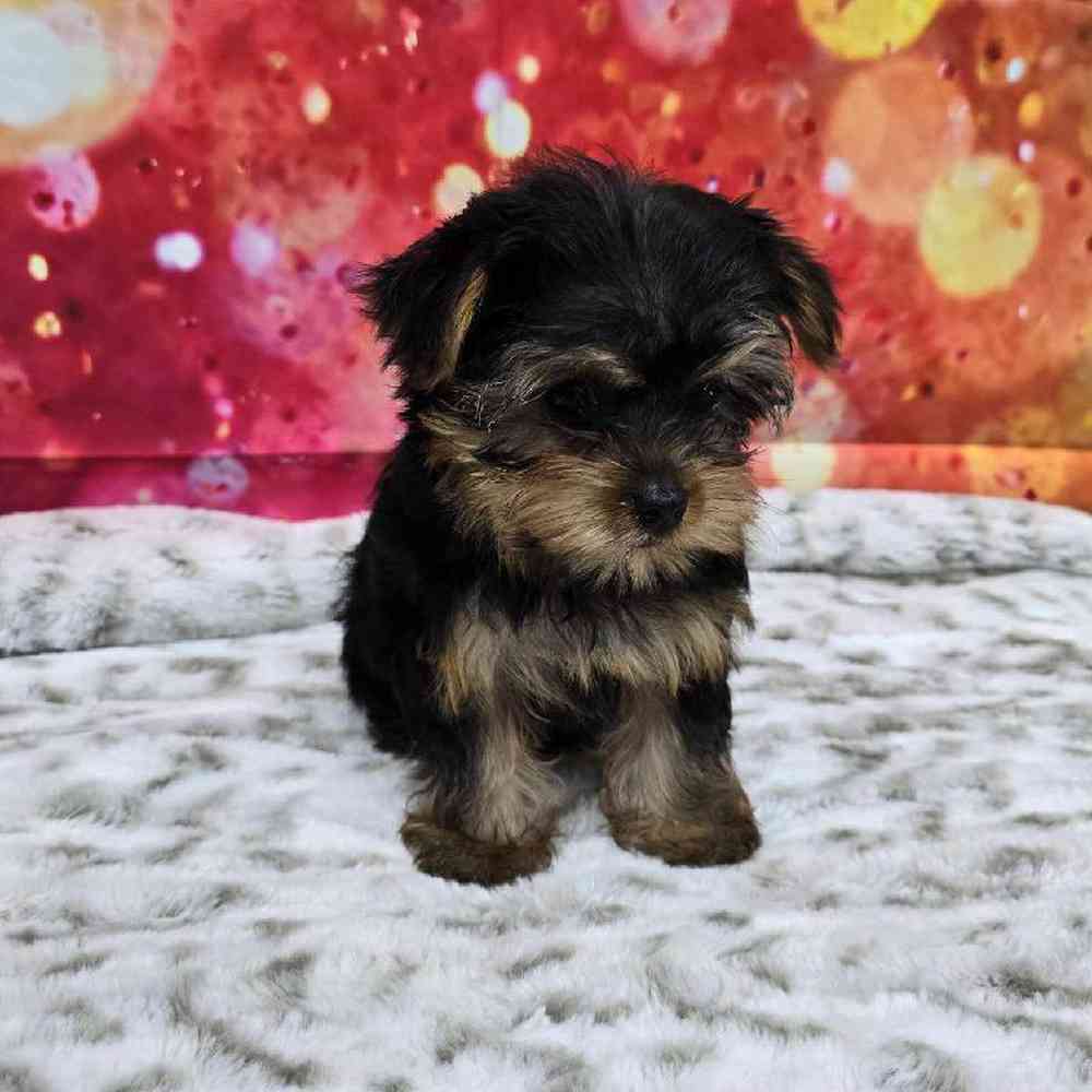 Female Yorkie Puppy for Sale in Virginia Beach, VA