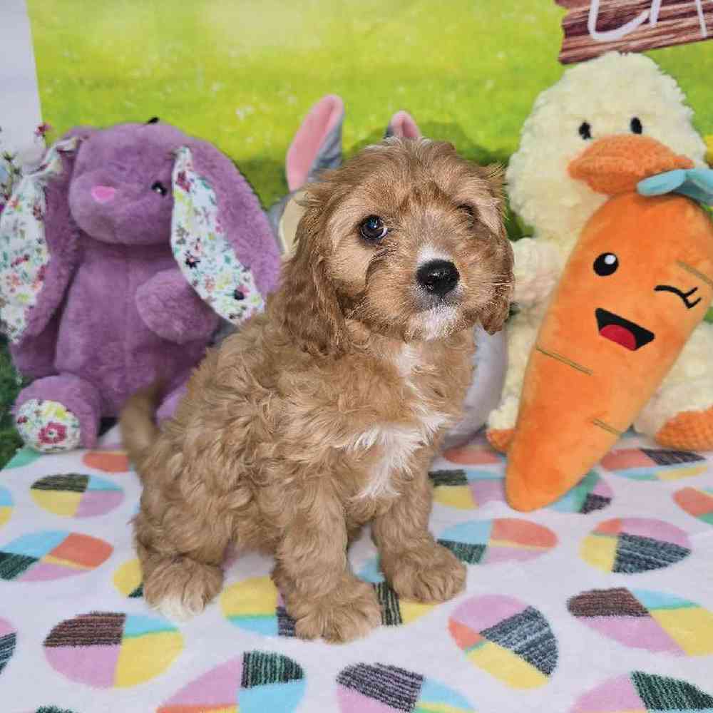 Female Cavapoo Puppy for Sale in Virginia Beach, VA