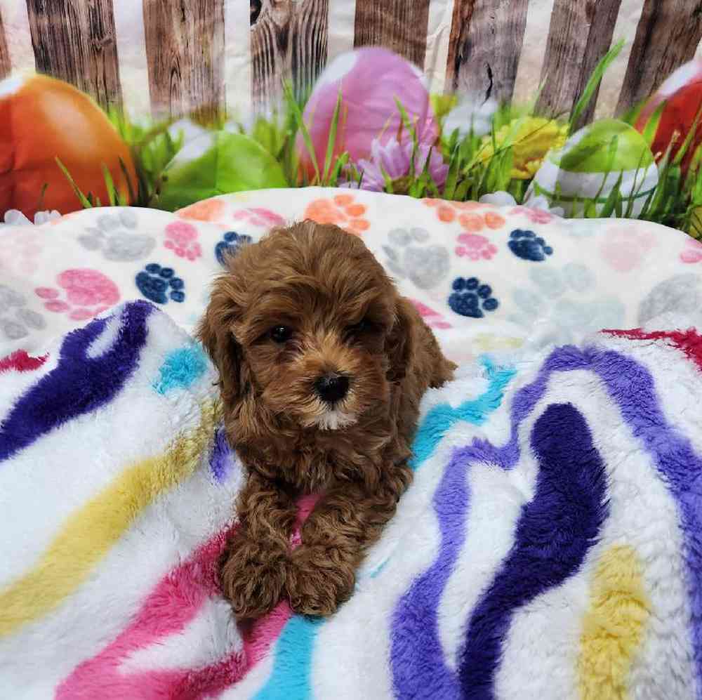 Female Cavapoo Puppy for Sale in Virginia Beach, VA