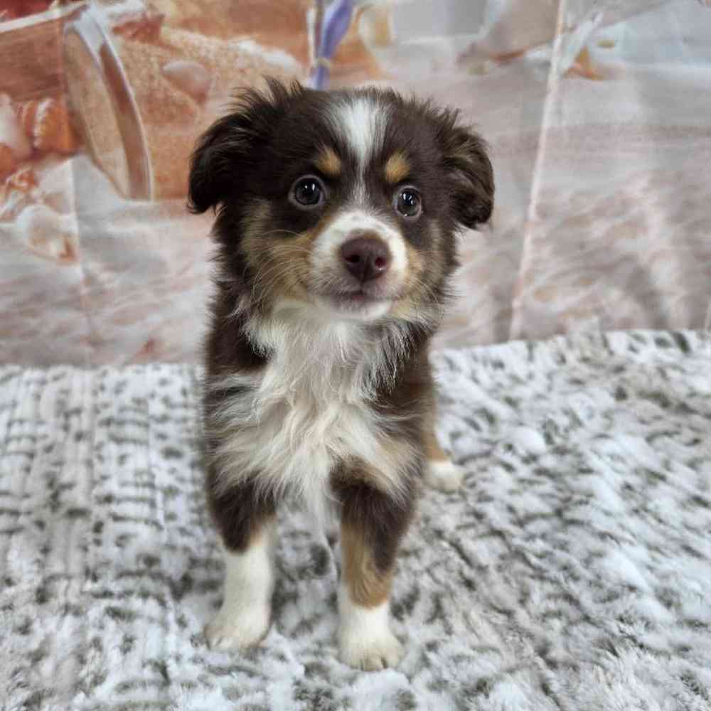 Image of a pet breed in the gallery