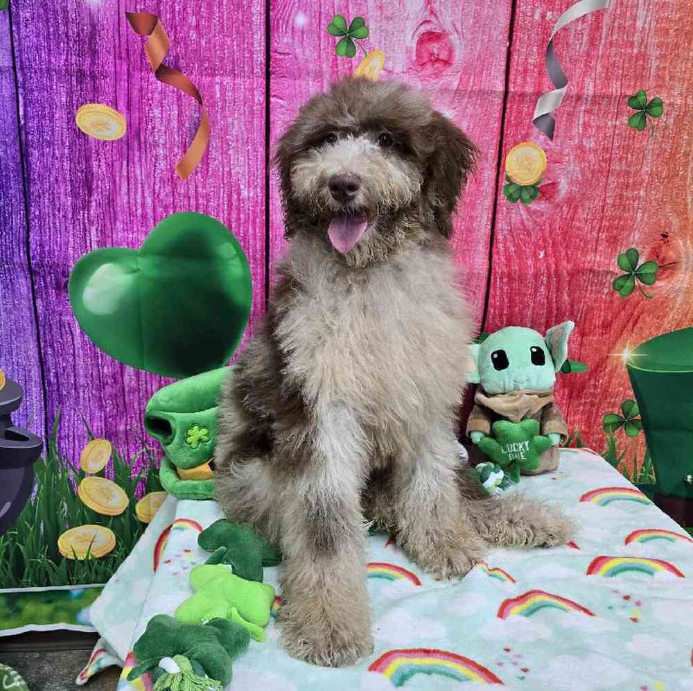 Female Standard Poodle Puppy for Sale in Virginia Beach, VA