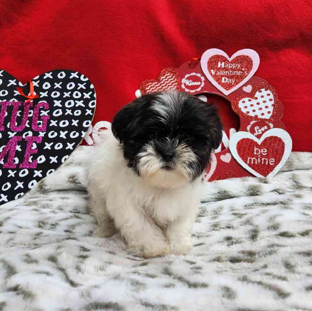 Male Shih Tzu Puppy for Sale in Virginia Beach, VA