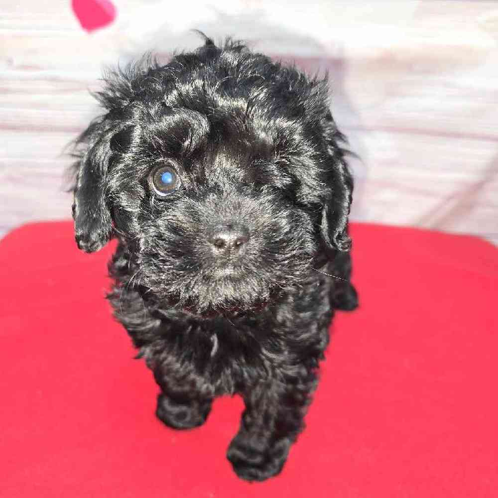 Female Cavapoo Puppy for Sale in Virginia Beach, VA