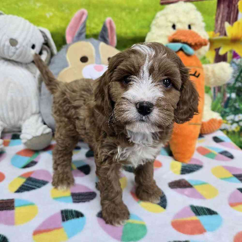 Male Cavapoo Puppy for Sale in Virginia Beach, VA