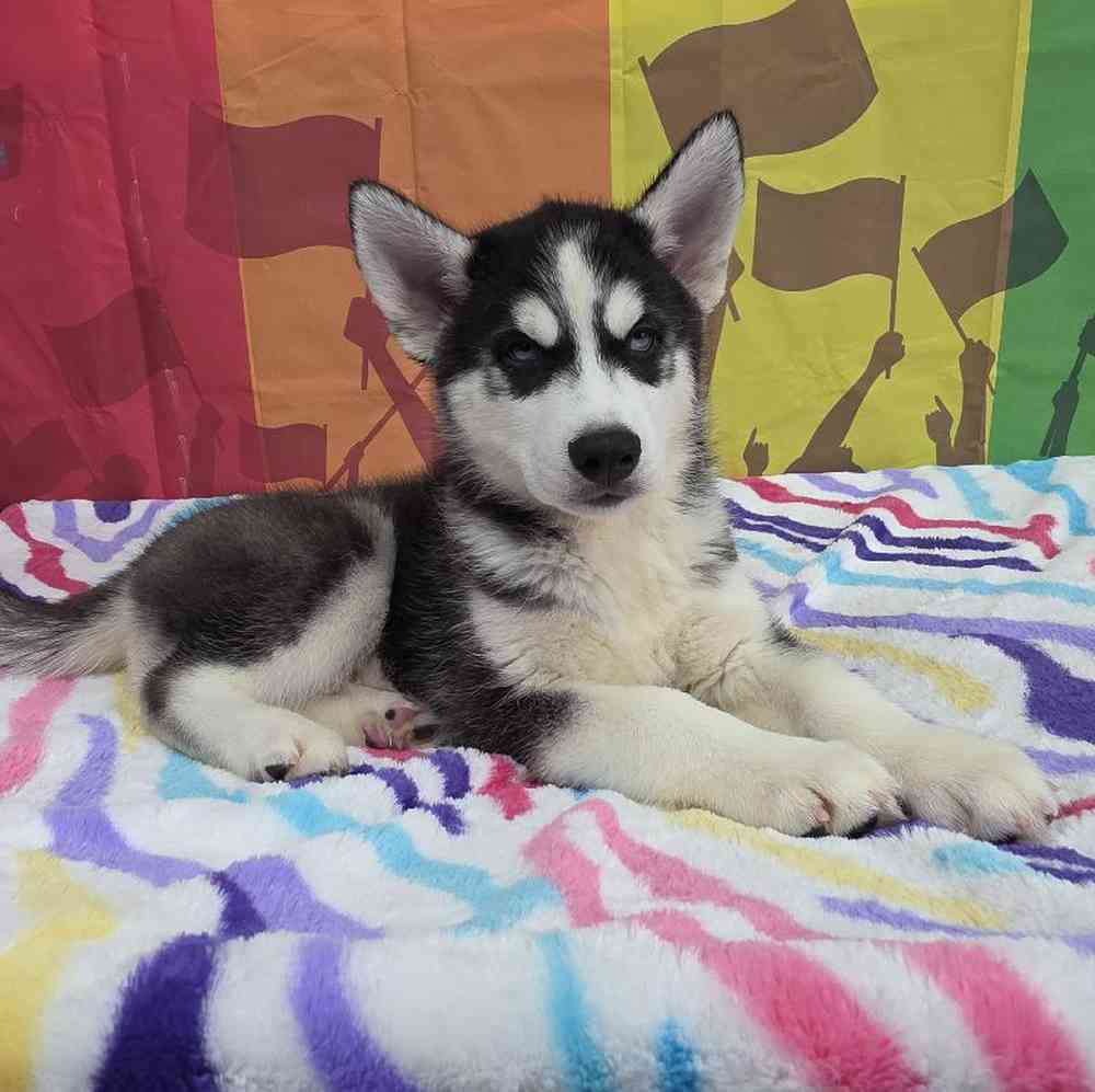 Male Siberian Husky Puppy for Sale in Virginia Beach, VA