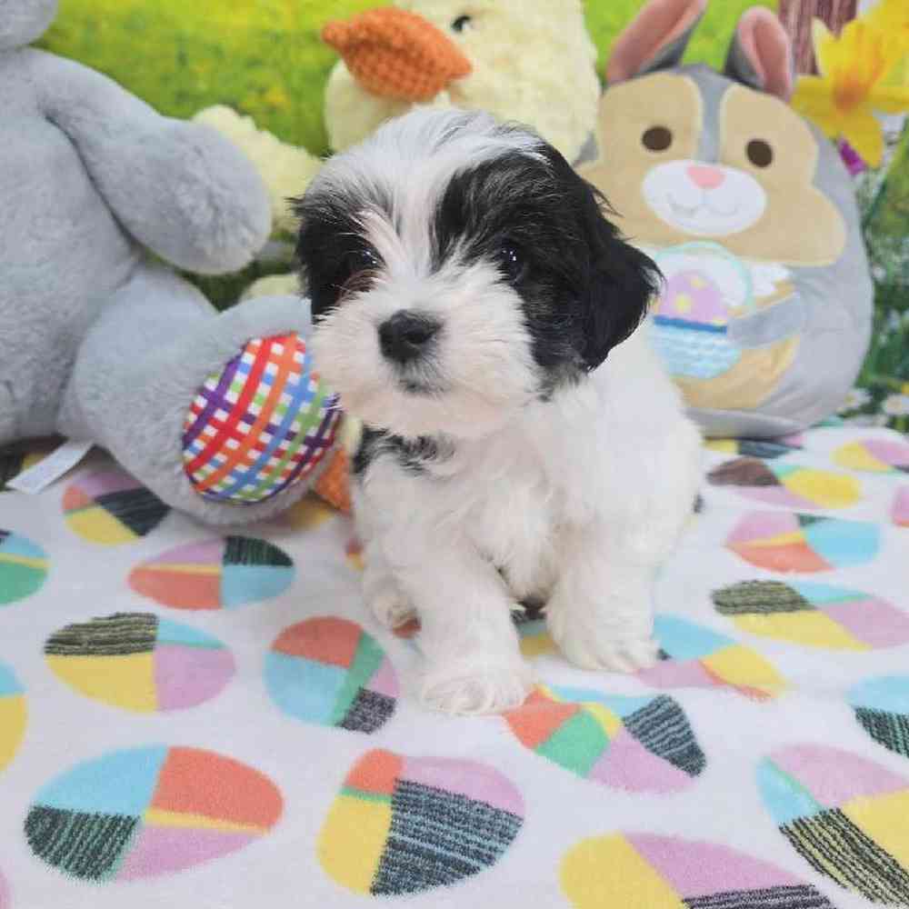 Female Coton De Tulear Puppy for Sale in Virginia Beach, VA