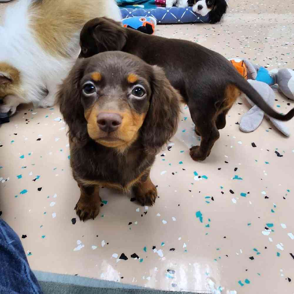 Female Dachshund Puppy for Sale in Virginia Beach, VA