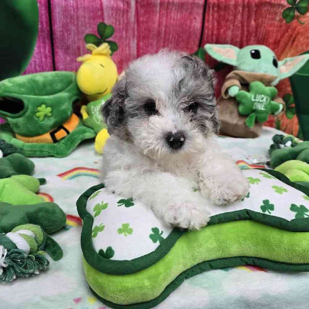 Female Maltipoo Puppy for Sale in Virginia Beach, VA