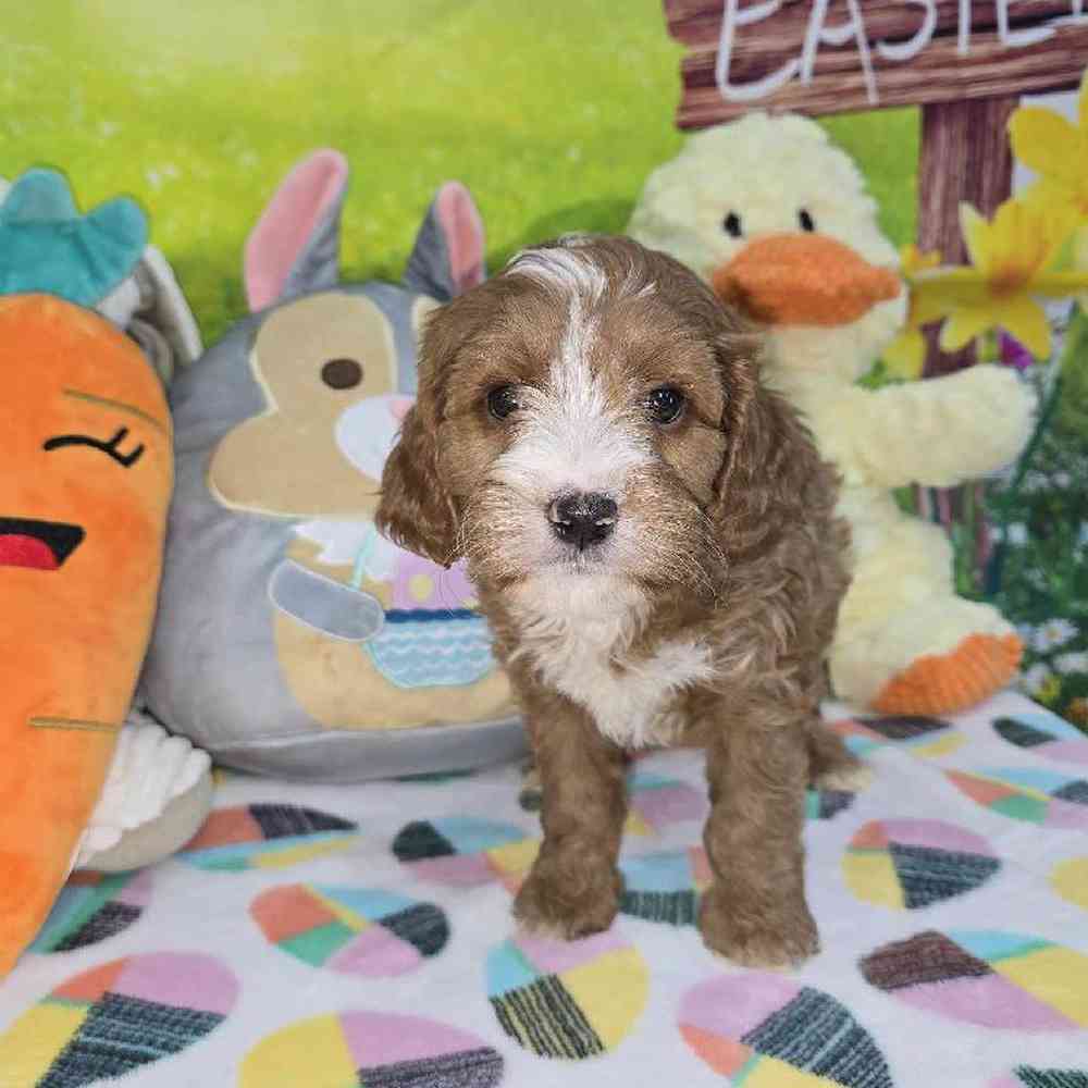 Male Cavapoo Puppy for Sale in Virginia Beach, VA