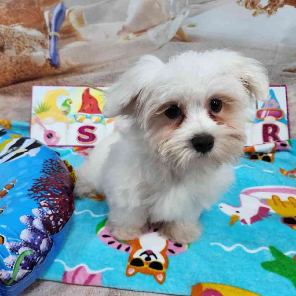 Male Maltese Puppy for Sale in Virginia Beach, VA