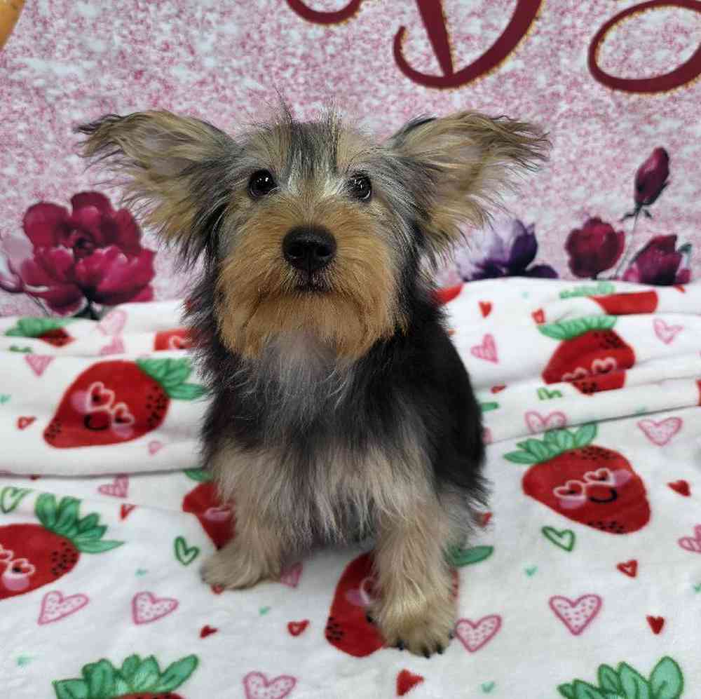Image of a pet breed in the gallery