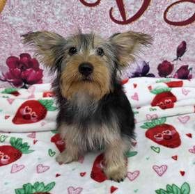 Yorkie