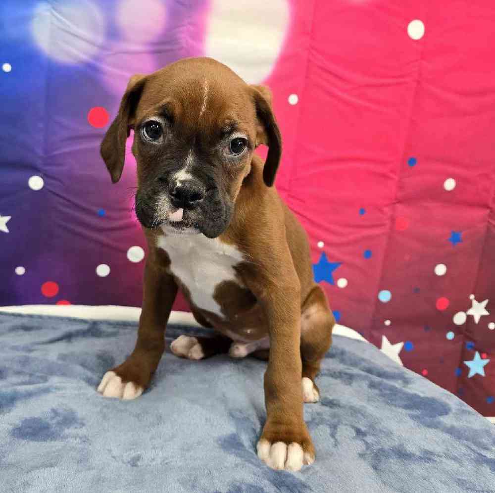 Male Boxer Puppy for Sale in Virginia Beach, VA