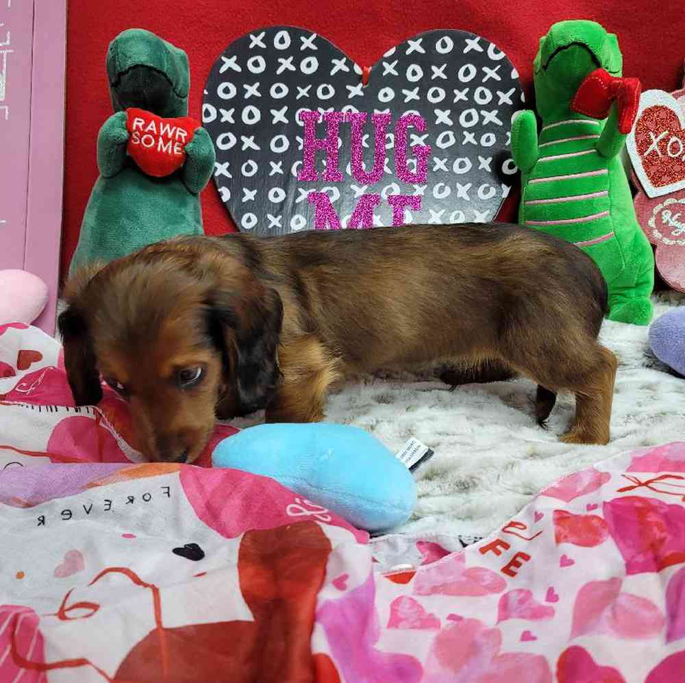Male Dachshund Puppy for Sale in Virginia Beach, VA