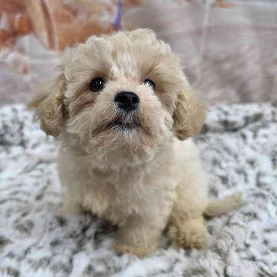 Maltipoo