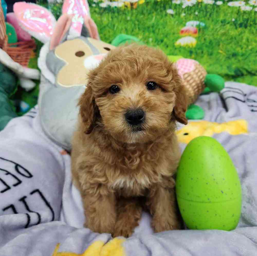 Male Mini Woodle Puppy for Sale in Virginia Beach, VA