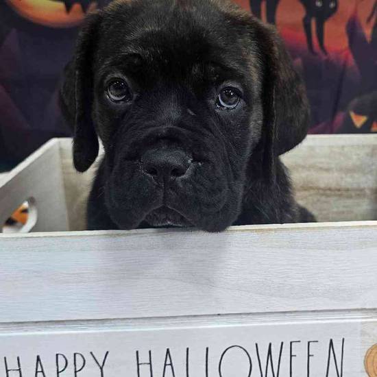 Cane Corso