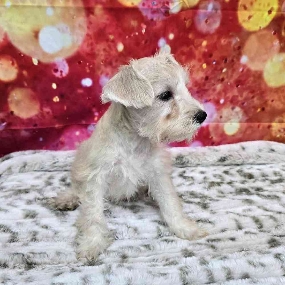 Male Mini Schnauzer Puppy for Sale in Virginia Beach, VA