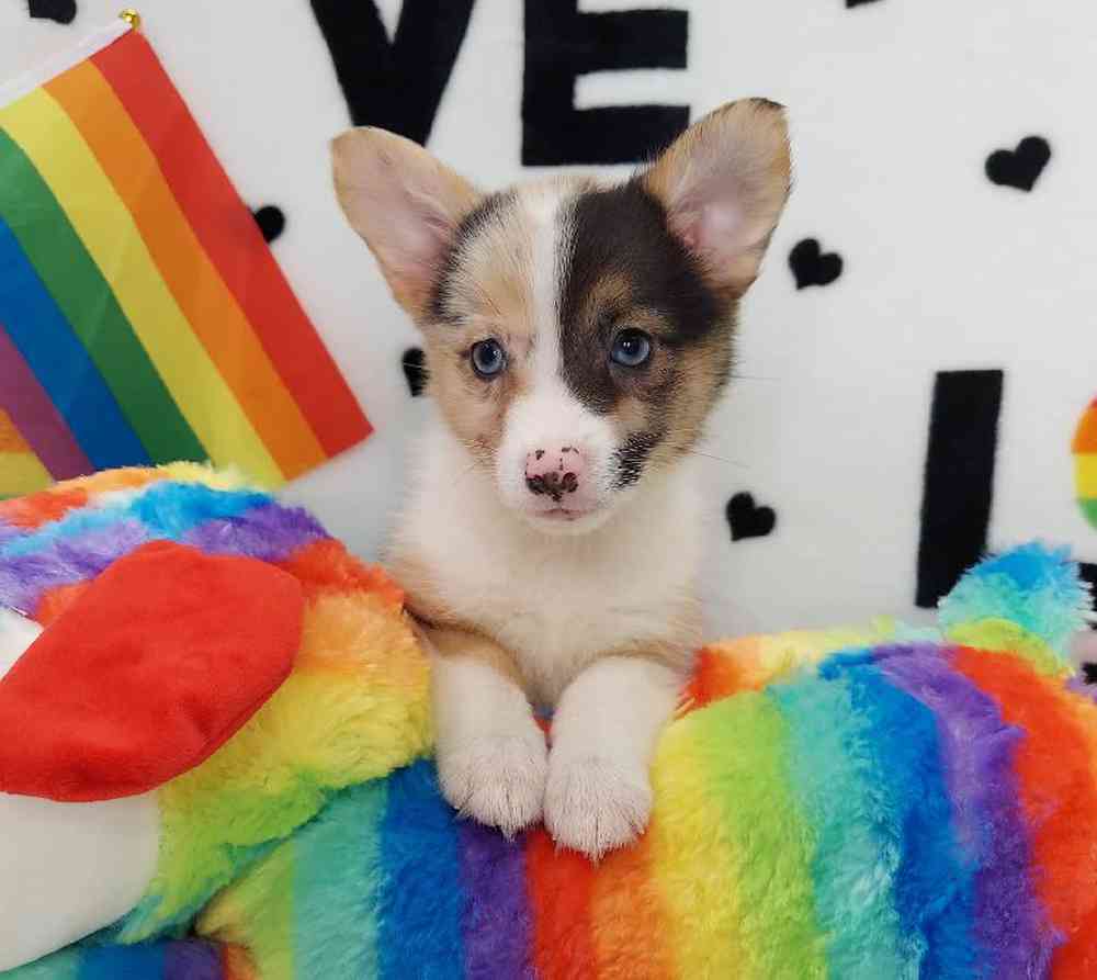 Female Mini Auggie Puppy for sale