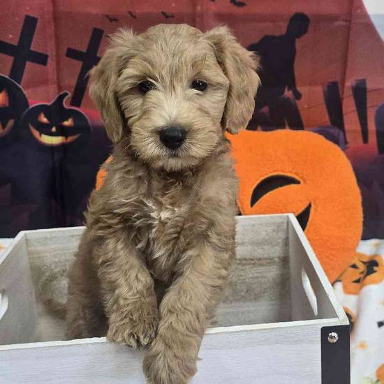 Mini Goldendoodle