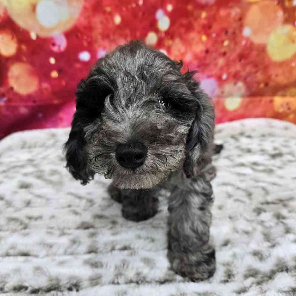 Female Mini Goldendoodle Puppy for Sale in Virginia Beach, VA