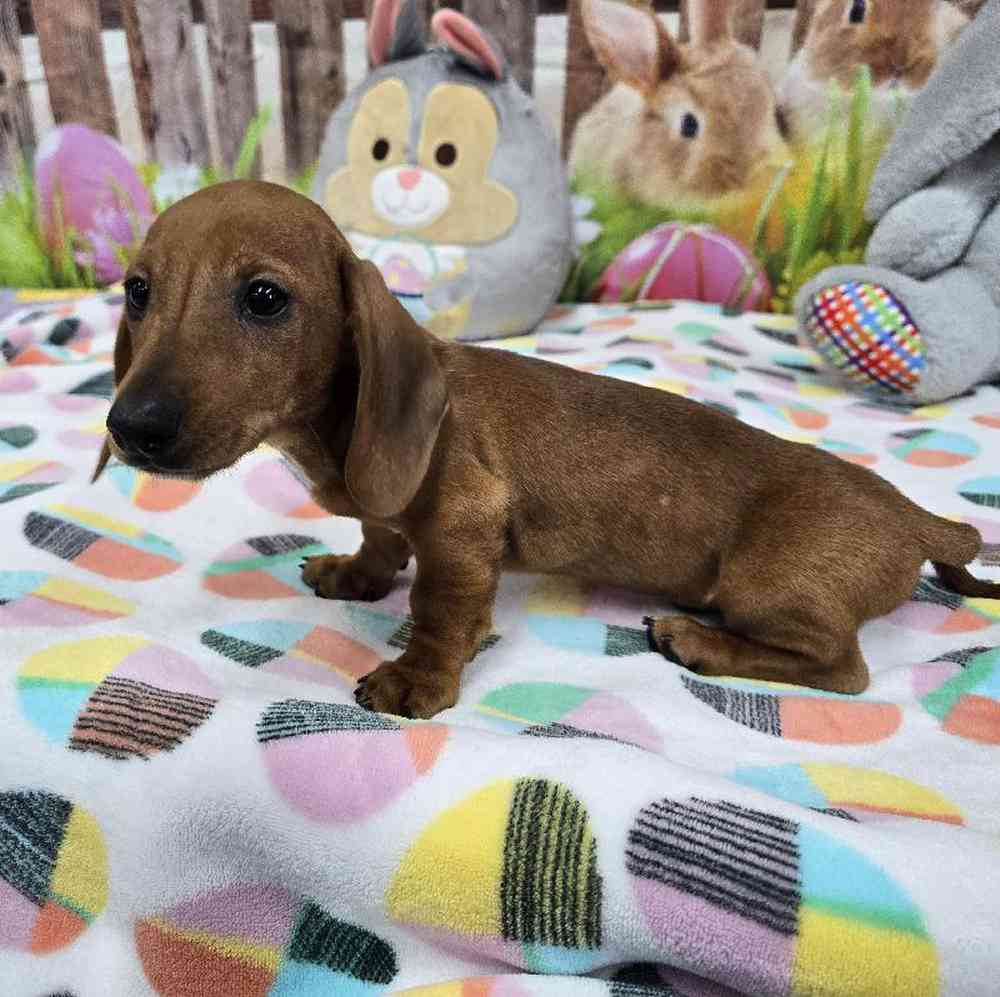 Male Dachshund Puppy for Sale in Virginia Beach, VA