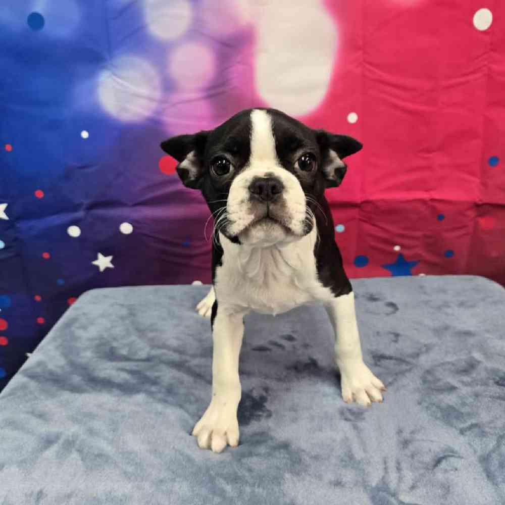 Female Frenchton Puppy for Sale in Virginia Beach, VA