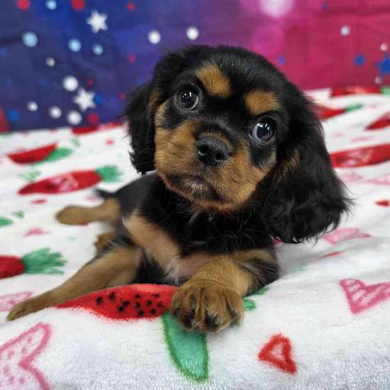 Cavalier King Charles Spaniel