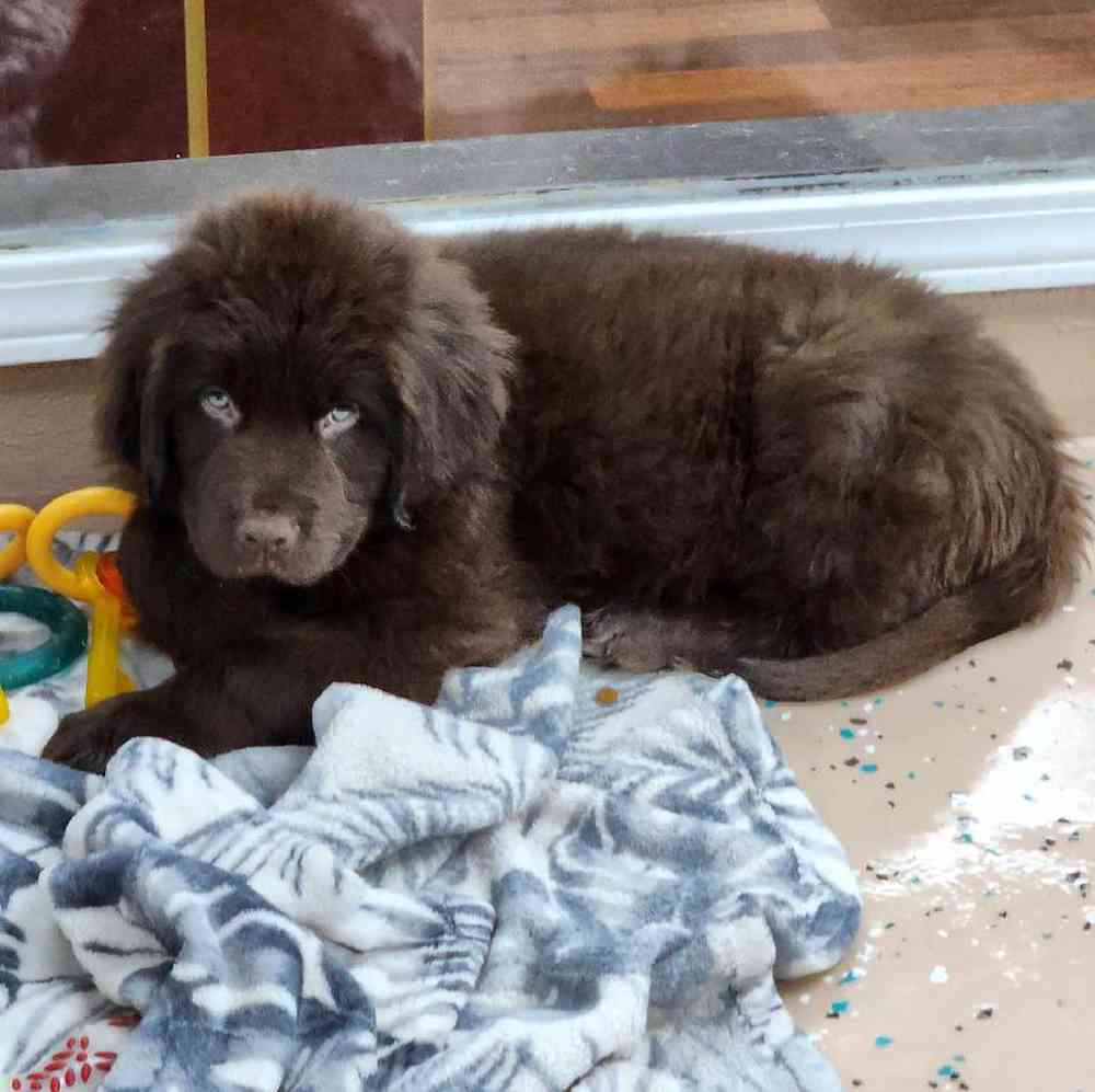 Male Newfoundland Puppy for Sale in Virginia Beach, VA