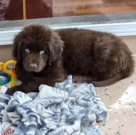 Newfoundland