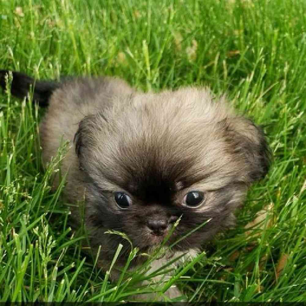 Male Pekingese Puppy for sale